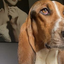 Assorted Doodle Crosses, Basset Hounds, Dachshunds, German Shepherds, and Goldendoodles from Grind Stone Breeding Kennels