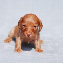 AKC Layla - Cream female Dachshund puppy in Billings, Missouri from Bundles of Joy