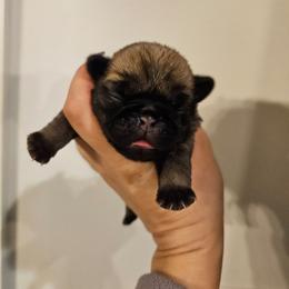 Fawn male - Fawn male Pug puppy in Jacksonville, North Carolina from Coliseum de Cassiope