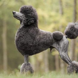 Roger - Poodle