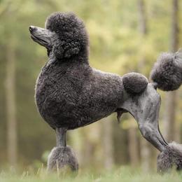 Roger - Poodle
