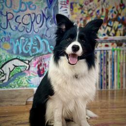 Cassian - Border Collie