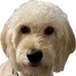 Kona - Goldendoodle