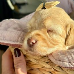 Zeus - Red  male Goldendoodle puppy in Brooklyn, New York from Doodle of NY