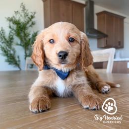 Steve - Cream male Companion Cross puppy in Utah County, Utah from Big Hearted Breeders