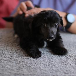 DaoDog Suomi Scandi - Black male Chinese Crested puppy in Highland Park, Michigan from Family Kennel Dao Dog
