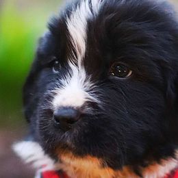 Fig - White and black Newfoundland puppy in Madison, Wisconsin from Riddle Family Newfoundland