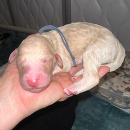 Lennon - Cream male Goldendoodle puppy in Prosperity, Pennsylvania from Stelladoodles & Company