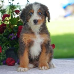 Shawn - Blue merle male Bernedoodle puppy in Dundee, Ohio from Down Home Doodle