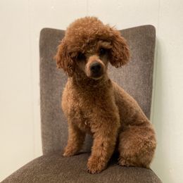 Louie - Poodle