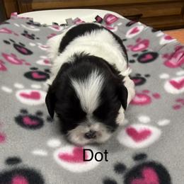 Dot - Black and white female Shih Tzu puppy in Conway, Missouri from Hillside Loop Kennel LLC