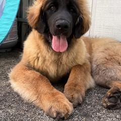 Leonberger Puppies from Tir na nOg Leonbergers