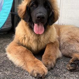 Leonberger Puppies from Tir na nOg Leonbergers