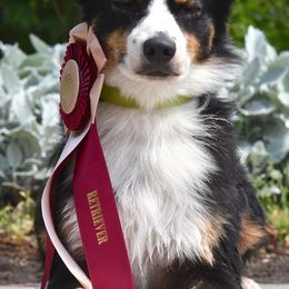 Miniature Australian Shepherds from Sherry's Miniature Australian Shepherds