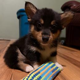 Baxter - Black and white male American Corgi puppy in Pioneer, Michigan from Country Corners Corgis
