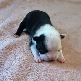 Pearl Girl 4 - Black and white female Boston Terrier puppy in Brookville, Ohio from Best Friend Bostons