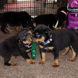Rottweiler Puppies from Mountain High Kennels