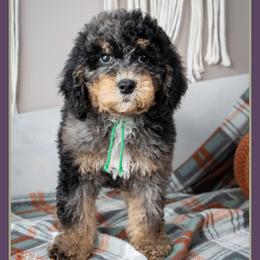 Piper - Blue merle male Bernedoodle puppy in Connersville, Indiana from Deaz Doodle Ranch