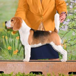 Luna - Beagle