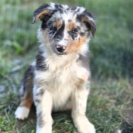 Boy 2 - male Australian Shepherd puppy in Keyser, West Virginia from Heartfelt Hollow Farm