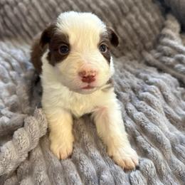 Legacy - White and red female Border Collie puppy in Mckinney, Texas from Border Collies of Ruidoso
