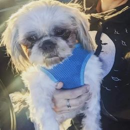 Hudson - Shih Tzu