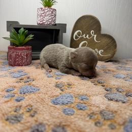 Grey Goose - Silver male Chihuahua puppy in Greenup, Kentucky from KB Chihuahuas