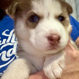 Hestia - Red and white female Siberian Husky puppy in Walker, Louisiana from TRUHUSKY SIBERIANS