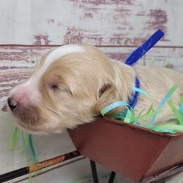 Pepper - Apricot male Goldendoodle puppy in Grabill, Indiana from Rose's Doodles