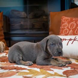 Blue Tan Point (orange collar) - Blue male Great Dane puppy in Kimball, Michigan from Starlight Danes