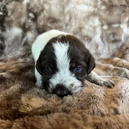Boy 2 - Wirehaired Pointing Griffon puppy in Jerome, Idaho from Double R Griffons