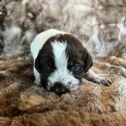 Boy 2 - Wirehaired Pointing Griffon puppy in Jerome, Idaho from Double R Griffons