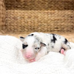 Truvvy - Blue merle female Australian Shepherd puppy in Unionville, Iowa from Soap Creek Kennels