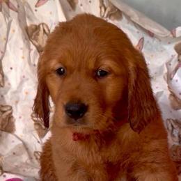 TBD - Dark golden female Golden Retriever puppy in Fisher, Illinois from Aslan's Pride of Fidei Family Farms