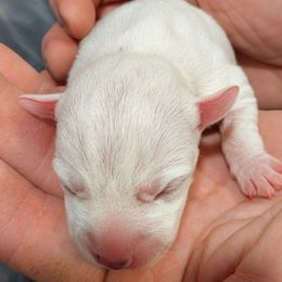 Cranberry - White female Parson Russell Terrier puppy in Whitehall, Montana from Montana Jacks