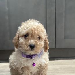 Grape - Cream female Goldendoodle puppy in Gaithersburg, Maryland from Barkins and Company