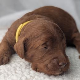 Yellow - Red  male Goldendoodle puppy in Connecticut from Valley View Doodles