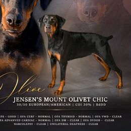 Olive - Doberman Pinscher