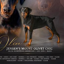 Olive - Doberman Pinscher