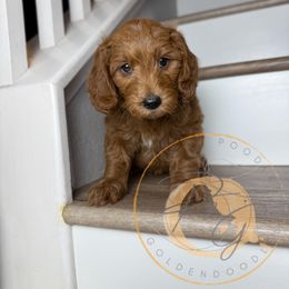 Jan (yellow collar) - Apricot female Goldendoodle puppy in Murrieta, California from Apricot Poodles & Goldendoodles, LLC