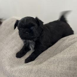 Boy 1 - Black and white Shih Tzu puppy in Gallatin, Tennessee from Oaxaca Shihtzu