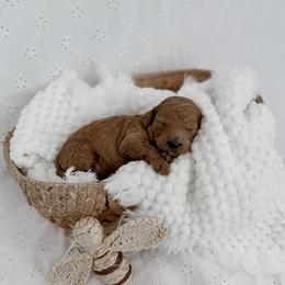 Pooh Bear - Red  male Goldendoodle puppy in Roanoke Rapids, North Carolina from Sweeter than Honey Doodles