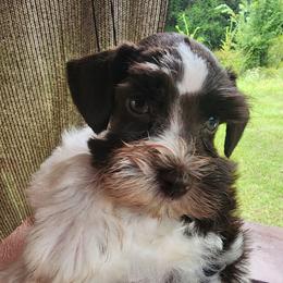 Sweet Pup's Fudge Ripple - Parti female Miniature Schnauzer puppy in North Zulch, Texas from Sweet Pup Schnauzers