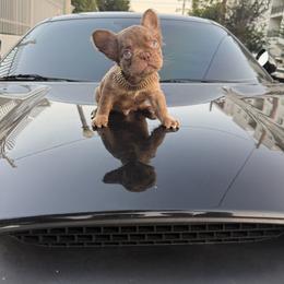 French Bulldog Puppies from westsidefrenchies