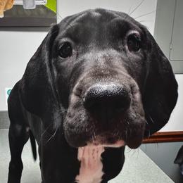 Basil Hayden - Black and white female Great Dane puppy in Chapmansboro, Tennessee from Balthrop Bend Farms