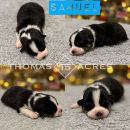 Samuel - Black and tan male Pembroke Welsh Corgi puppy in Raymond, Illinois from Thomas Acres