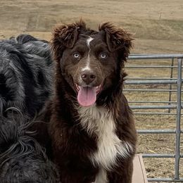 Khloe - Australian Shepherd