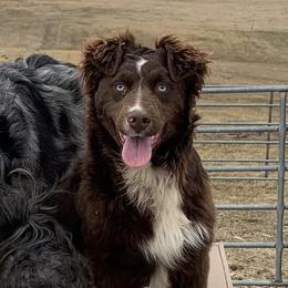 Khloe - Australian Shepherd