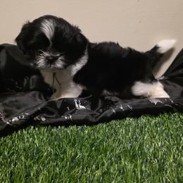 Boy One - Black and white male Shih Tzu puppy in New Bern, North Carolina from Kuddly Creatures