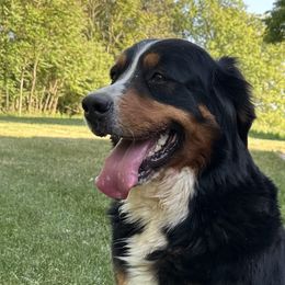 Bernese Mountain Dogs from Steinhaus Dogs